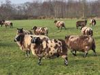 48 bonte drachtige schapen, Dieren en Toebehoren, Schapen, Geiten en Varkens, Meerdere dieren, Schaap