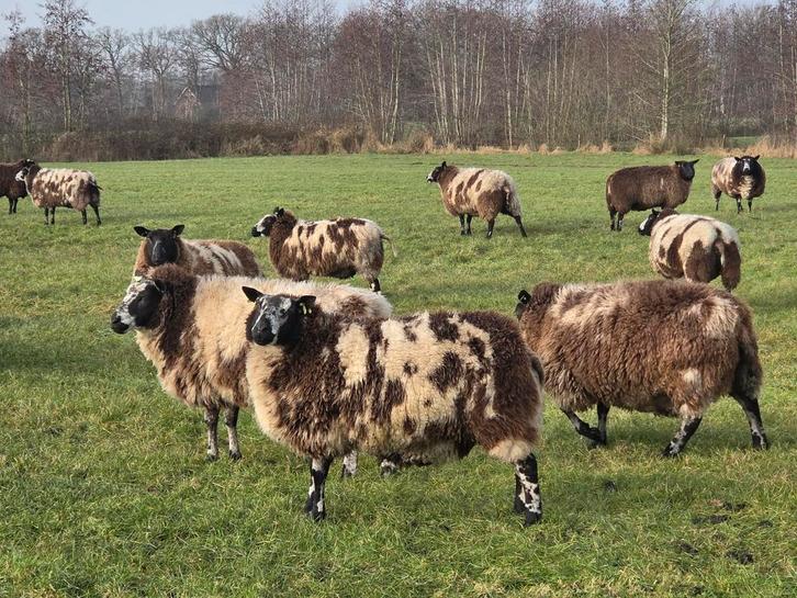48 bonte drachtige schapen, Dieren en Toebehoren, Schapen, Geiten en Varkens, Schaap, Meerdere dieren