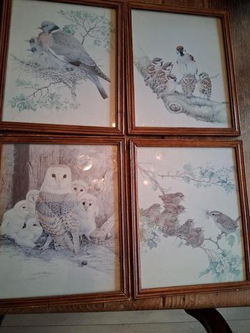 Mooie schilderij lijsten met vogels  beschikbaar voor biedingen