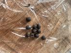 10 Trachycarpus fortunei palm zaden, Tuin en Terras, Bloembollen en Zaden, Verzenden, Gehele jaar, Volle zon, Zaad