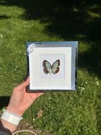 Unieke opgezette vlinder in lijst, Ophalen of Verzenden, Nieuw, Overige materialen, Minder dan 50 cm