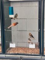 2 x harlekijn kanarie man, Mannelijk, Kleurkanarie