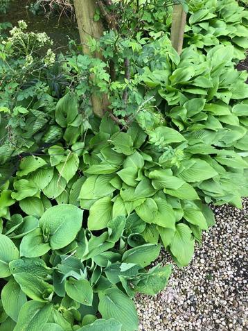 Hartlelie, Hosta of funkia beschikbaar voor biedingen