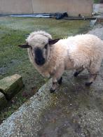 schapen, Dieren en Toebehoren, Vrouwelijk, Schaap