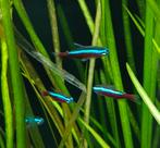 4 Neon Tetra & 2 Dwerg Algeneters visjes + aquariumplanten, Dieren en Toebehoren, Vissen | Aquariumvissen, Vis
