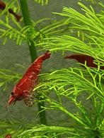 Rode en blauwe garnalen, Kreeft, Krab of Garnaal