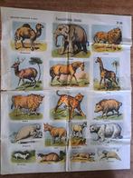 MEIJER`S PRENTEN .. 4e Serie.. No 90 VERSCHILLENDE DIEREN, Ophalen of Verzenden, Voor 1940, Gebruikt, Prent