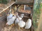 Jonge wyandotte krielen, Dieren en Toebehoren, Pluimvee, Vrouwelijk, Kip