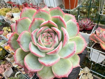 Echeveria French Rose/pot 7cm/vetplant/succulent beschikbaar voor biedingen