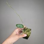 Hoya sp. Ko Tarutao Island Thailand (Miral 152 speckled), Overige soorten, Minder dan 100 cm, Bloeiende kamerplant, Halfschaduw