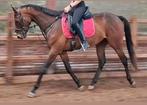 Verschillende brave(manege)paarden en E pony's beschikbaar, Dieren en Toebehoren, Pony's, B, Gechipt, 7 tot 10 jaar, Recreatiepony