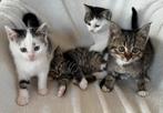 Lieve tamme boerderij kittens, Dieren en Toebehoren, Katten en Kittens | Overige Katten, Meerdere dieren, Kortharig, 0 tot 2 jaar