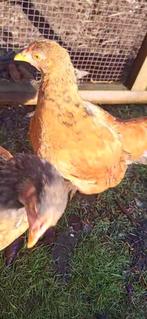 Cochin en Wyandotte kriel haantjes van een paar maanden oud, Dieren en Toebehoren, Pluimvee, Mannelijk, Kip