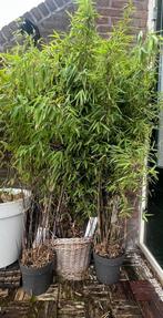 Te koop , zwarte Bamboe .. hoogte 1:60., Volle zon, Vaste plant, Bloeit niet, Ophalen