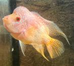 Flowerhorn Koppel +/- 15cm, Dieren en Toebehoren, Vissen | Aquariumvissen, Vis, Zoetwatervis