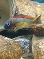 Tropheus moori red rainbow kambwimba, Dieren en Toebehoren, Vis