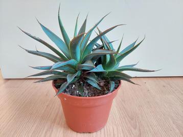 Agave Shaka Zulu - Eeuwplant (binnen of buiten) H: 27 cm. beschikbaar voor biedingen
