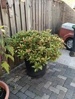 Grote Skimmia tuin plant, Ophalen, Vaste plant, Overige soorten, Volle zon