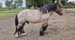 Belgisch trekpaard ruin, Dieren en Toebehoren, Paarden, Ruin, 3 tot 6 jaar, 160 tot 165 cm, Onbeleerd