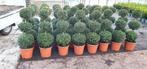 Buxus triobollen, Ophalen, Bloeit niet, Overige soorten, Volle zon