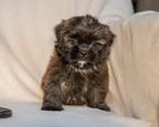 Boomer x dwerg poedel pups 2 reutjes en 1 teefje 23-10, Overige rassen, CDV (hondenziekte), 8 tot 15 weken, Meerdere