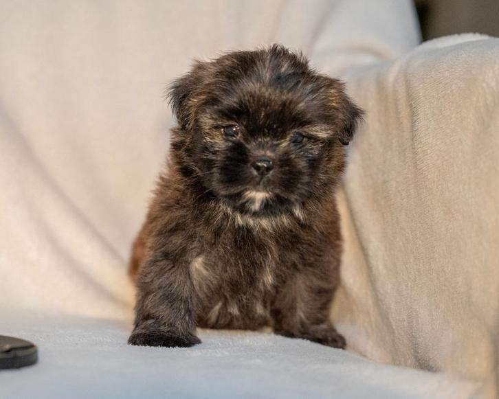 Boomer x dwerg poedel pups 2 reutjes en 1 teefje 23-10, Dieren en Toebehoren, Honden | Chihuahua's en Gezelschapshonden, Meerdere dieren
