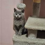 Britse korthaar kittens, Dieren en Toebehoren, Meerdere dieren, Ontwormd, 0 tot 2 jaar