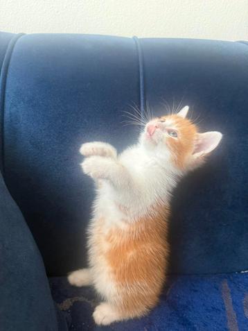  Lieve kittens zoeken een warm thuis!  beschikbaar voor biedingen