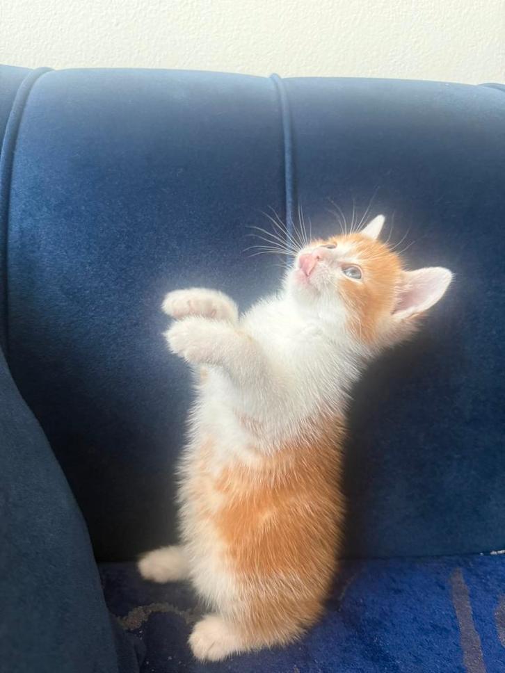 Lieve kittens zoeken een warm thuis!, Dieren en Toebehoren, Katten en Kittens | Raskatten | Korthaar, Meerdere dieren, 0 tot 2 jaar