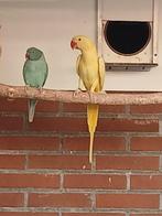 Lutino alexander parkiet, Dieren en Toebehoren, Vogels | Parkieten en Papegaaien, Vrouwelijk, Parkiet, Geringd