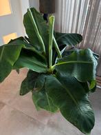 Bananenplant in pot, Ophalen, 100 tot 150 cm, Fruitplant, Halfschaduw