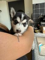 Siberische husky pups met FCI stamboom, Dieren en Toebehoren, Nederland, Reu, CDV (hondenziekte), 8 tot 15 weken
