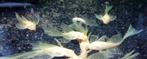 Baby longfin ancistrus L144, Dieren en Toebehoren, Vissen | Aquariumvissen