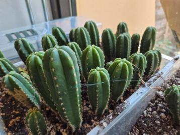 Echinopsis scopilucola beschikbaar voor biedingen