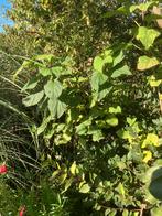 Pindakaasboom., Tuin en Terras, Planten | Bomen, 100 tot 250 cm, Dakboom, Zomer, Ophalen
