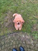 Toypoedel reutje stamboom, Poedel, Reu, Eén hond, 3 tot 5 jaar