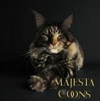 🌐🥇Mowgli🥇🌐 Maine Coon Dekkater, Dieren en Toebehoren, Katten en Kittens | Dekkaters, 0 tot 2 jaar
