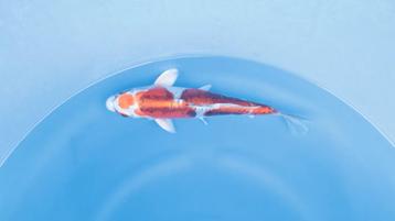 Japanse koi karper 30cm "Doitsu Beni Kikokuryu" beschikbaar voor biedingen