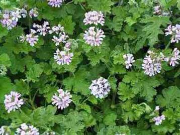 Gezocht! Pelargonium ‘Attar of Roses’ – Geurgeranium beschikbaar voor biedingen