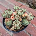 Euphorbia Submammilaris Variegata p10, Huis en Inrichting, Kamerplanten, Ophalen of Verzenden, Overige soorten, Minder dan 100 cm