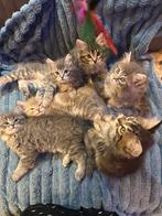 Prachtige kittens te koop, Dieren en Toebehoren, Meerdere dieren, 0 tot 2 jaar