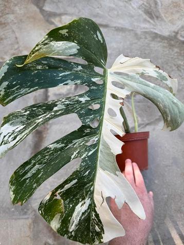 Monstera albo variegata, sterk doorworteld beschikbaar voor biedingen
