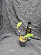 Hoya cv Nelinae nr 2, Overige soorten, In pot, Minder dan 100 cm, Bloeiende kamerplant