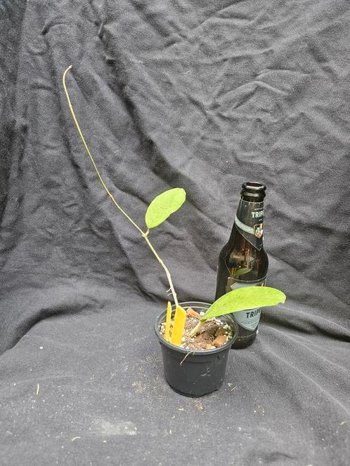 Hoya cv Nelinae nr 2, Huis en Inrichting, Kamerplanten, Overige soorten, Minder dan 100 cm, Bloeiende kamerplant, Halfschaduw