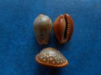 Schelpen: Cypraea citrina dauphinensis Lorenz gem 16-19mm, Verzenden, Schelp(en)