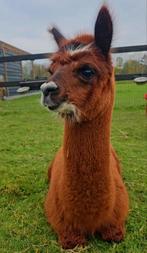 Bonte halstermakke wandel alpaca merrie (11mnd), Juni, Vrouwelijk