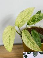 Monstera Laniata Mint Variegata #1, Huis en Inrichting, Ophalen of Verzenden, Halfschaduw, Minder dan 100 cm