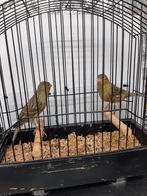 Timbrado-  Koppel 2024., Dieren en Toebehoren, Meerdere dieren