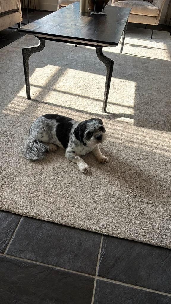 Klein boomertje man, Dieren en Toebehoren, Honden | Niet-rashonden, Klein, Reu, Particulier, Eén hond, Nederland, 3 tot 5 jaar