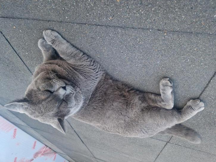 Britse korthaar koppel, Dieren en Toebehoren, Katten en Kittens | Raskatten | Korthaar, Kater